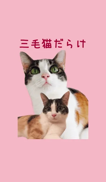 [LINE着せ替え] 三毛猫だらけの画像1