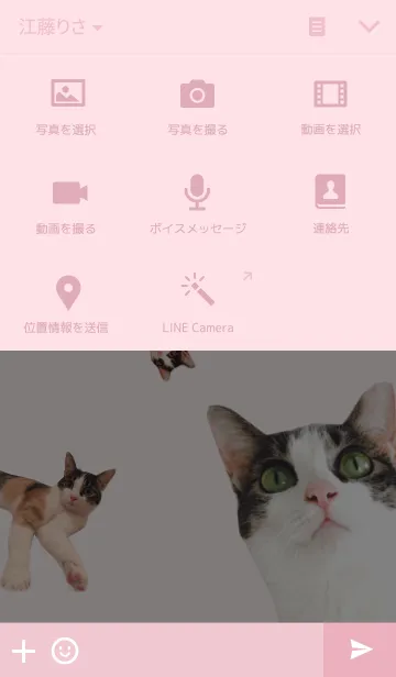 [LINE着せ替え] 三毛猫だらけの画像4