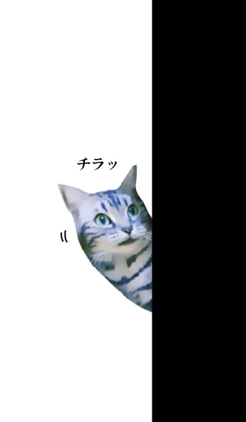 [LINE着せ替え] やたら猫が覗いてくる着せかえの画像1