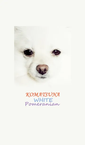 [LINE着せ替え] こまつな White Pomeranianの画像1