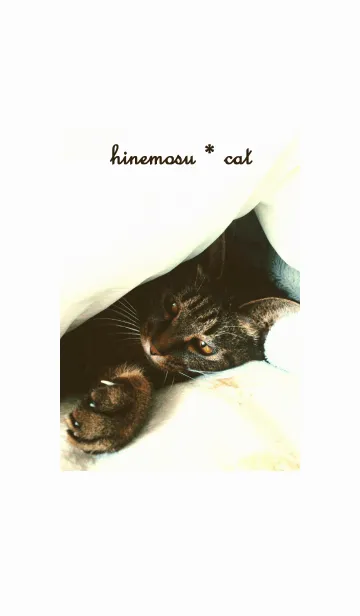 [LINE着せ替え] hinemosu*catの画像1