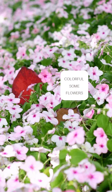 [LINE着せ替え] colorful some flowersの画像1