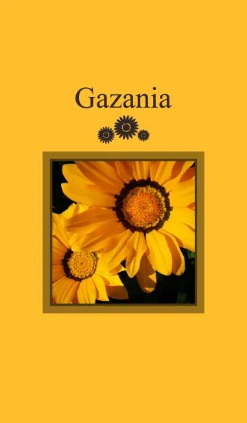 [LINE着せ替え] ガザニア*Gazania*の画像1