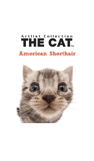 [LINE着せ替え] THE CAT アメリカン • ショートヘアーの画像1