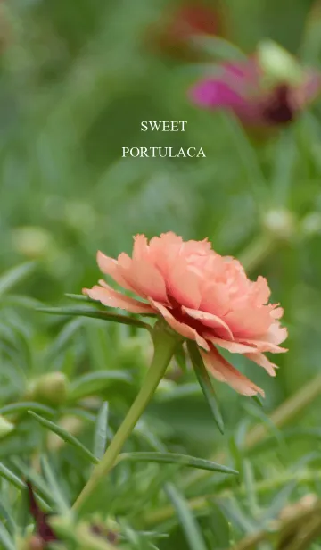 [LINE着せ替え] SWEET PORTULACAの画像1