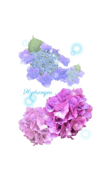 [LINE着せ替え] Blue Hydrangeaの画像1