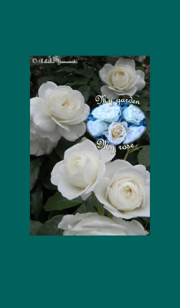 [LINE着せ替え] My garden, My rose_Iceberg_2の画像1