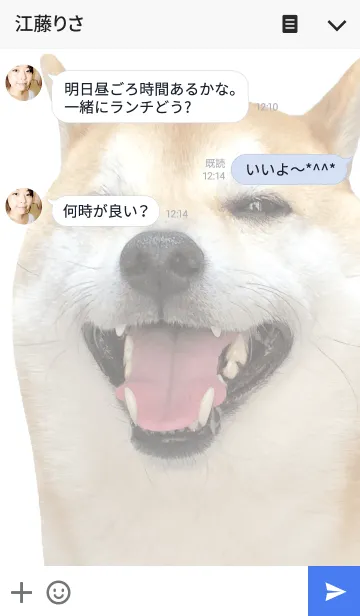 [LINE着せ替え] 柴犬の日常8【どアップ】の画像3