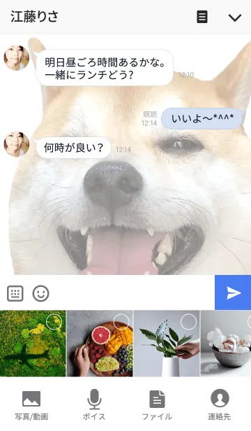 [LINE着せ替え] 柴犬の日常8【どアップ】の画像4