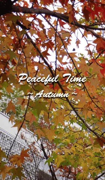 [LINE着せ替え] Peaceful time -Autumn-の画像1