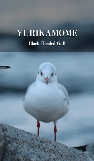 [LINE着せ替え] ゆりかもめ -Black-headed gull-の画像1