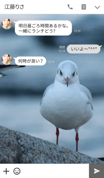 [LINE着せ替え] ゆりかもめ -Black-headed gull-の画像3