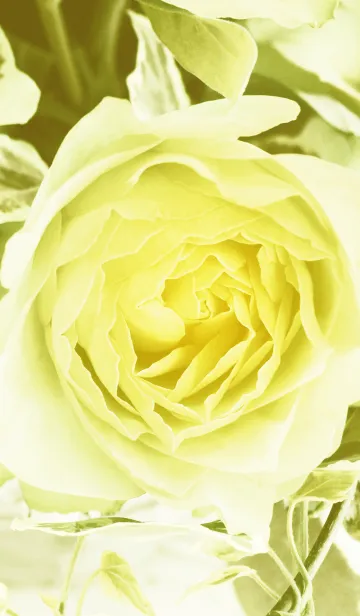 [LINE着せ替え] one rose -yellow-の画像1