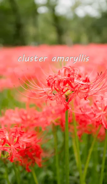 [LINE着せ替え] 彼岸花-cluster amaryllis-の画像1