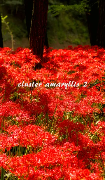 [LINE着せ替え] 彼岸花-cluster amaryllis- 2の画像1