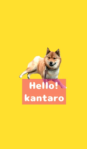 [LINE着せ替え] Hello！！kantaro@ペットグランプリの画像1