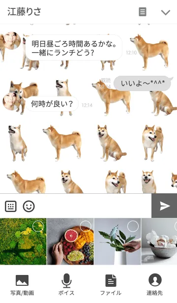 [LINE着せ替え] 柴犬の日常11【おすわり】の画像4