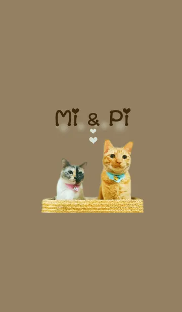 [LINE着せ替え] なかよし猫「Mi＆Pi」＠ペットグランプリの画像1