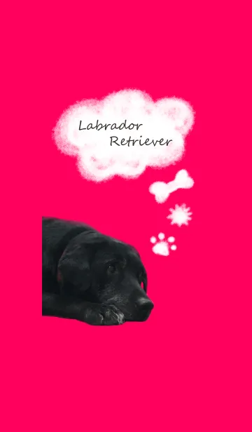 [LINE着せ替え] Labrador Retriever Momo@ペットグランプリの画像1