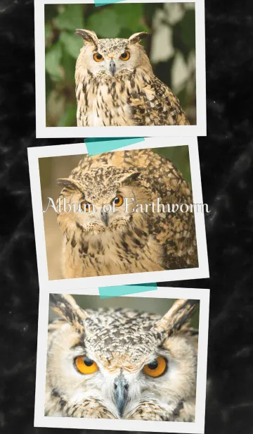 [LINE着せ替え] ミミズクのアルバムの画像1