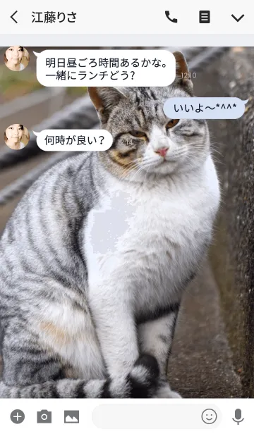 [LINE着せ替え] 野良猫の画像3