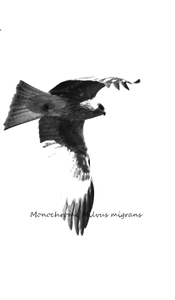 [LINE着せ替え] Monochrome Milvus migransの画像1