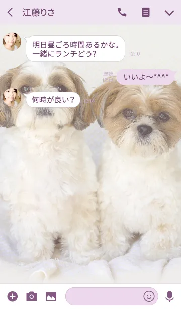 [LINE着せ替え] シーズー犬ぽんずとかぼす2の画像3