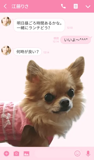 [LINE着せ替え] リアルDOG チワワ❤️ぴのたんの画像3