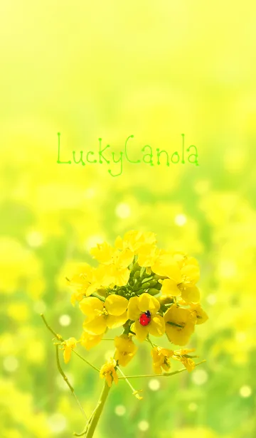 [LINE着せ替え] LuckyCanolaの画像1