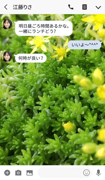 [LINE着せ替え] 美しい植物の画像3