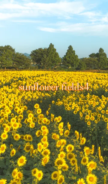 [LINE着せ替え] sunflower fields4 ver.2の画像1