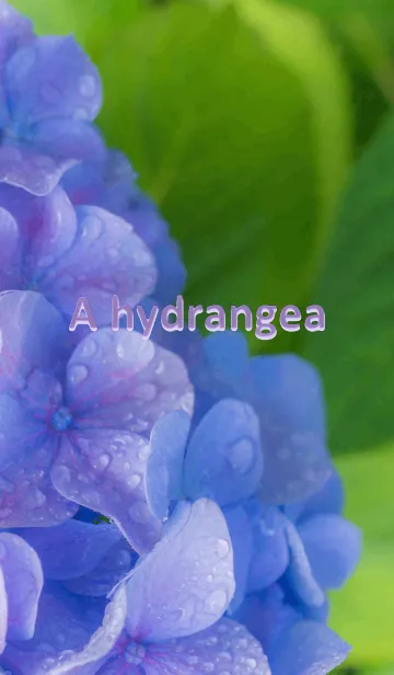 [LINE着せ替え] あじさい-hydrangea- ver.2の画像1