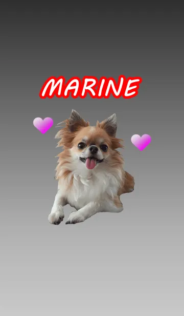 [LINE着せ替え] ロングコートチワワ MARINEの画像1